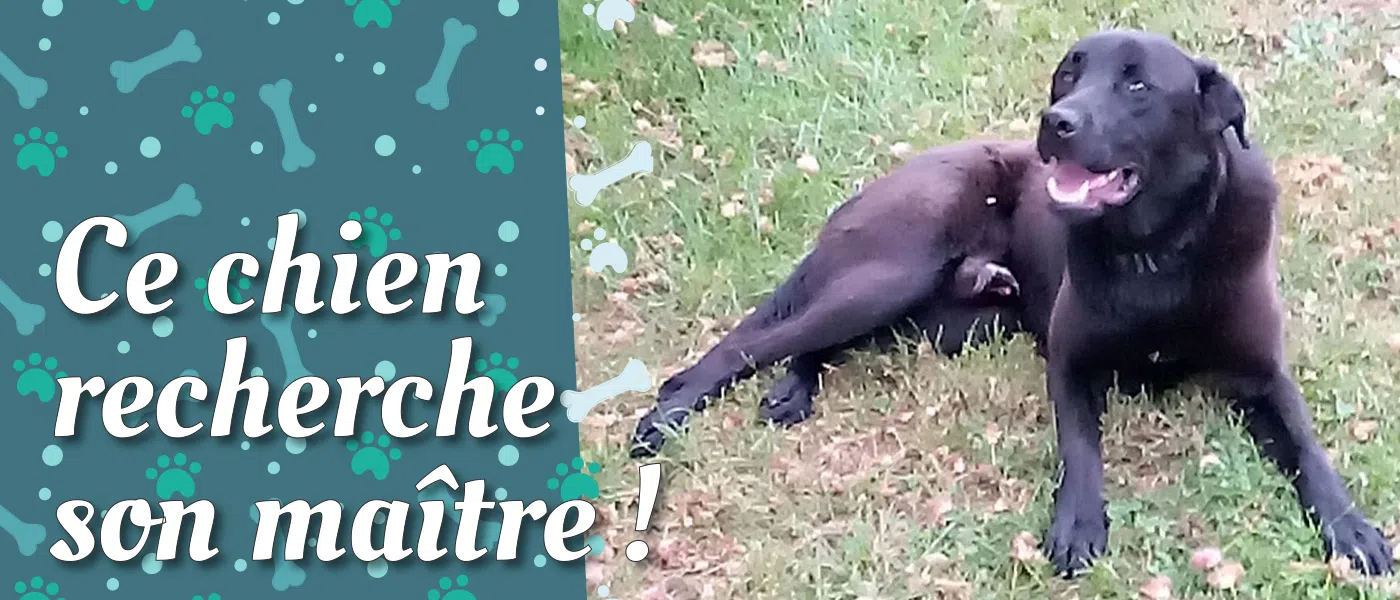 Alerte chien trouvé à Villequiers qui attend son maître