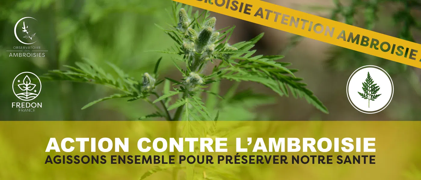 Luttons ensemble contre la plante d'Ambroisie