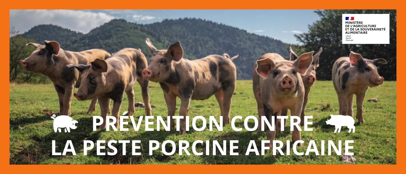 Prévention contre la peste porcine africaine