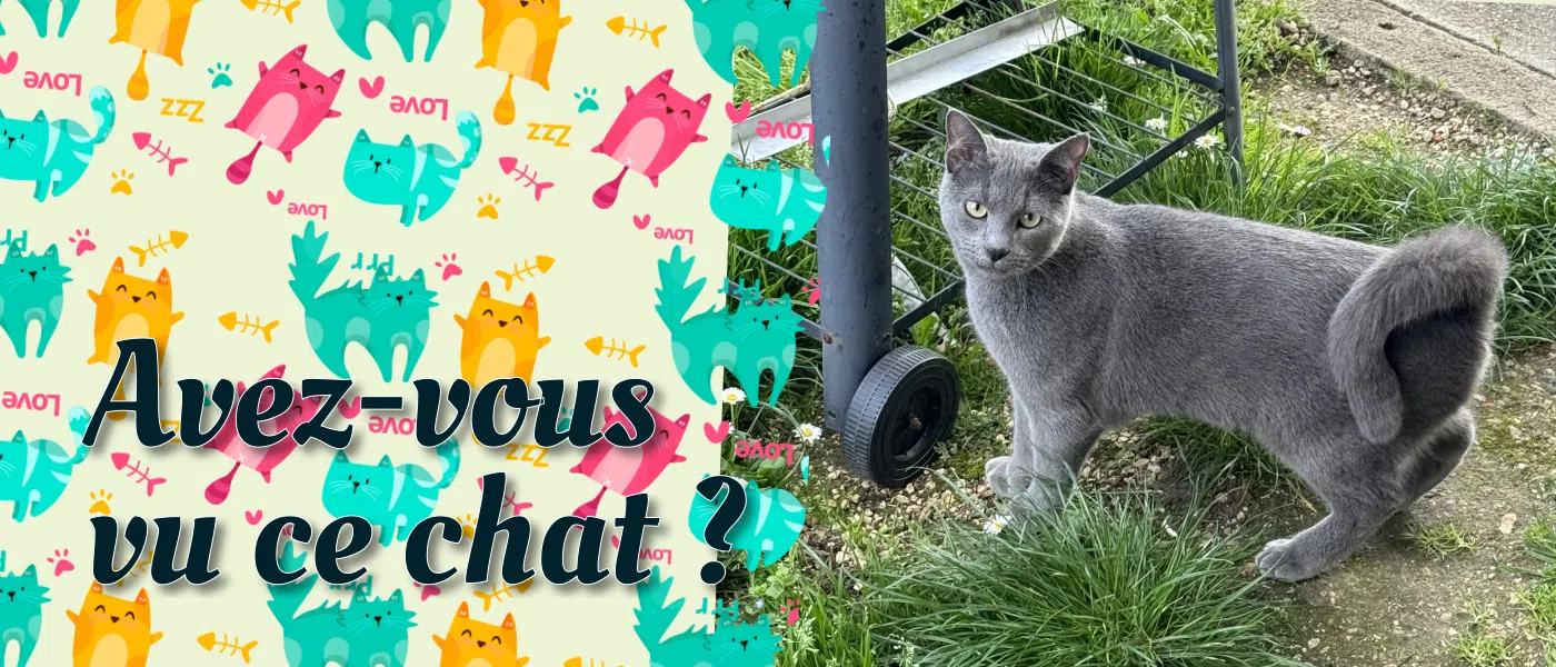 Avez-vous vu ce Chat ?